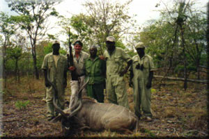 Greater Kudu 1