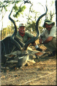 Greater Kudu 2