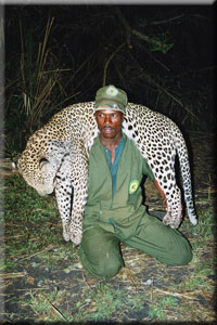 leopard19