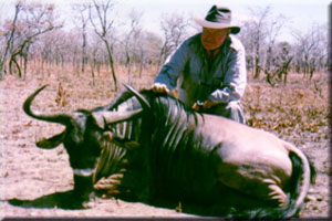 Nyasa Wildebeest 2